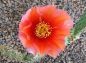 Opuntia phaeacantha salmonea Richter