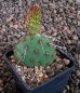 Opuntia phaeacantha salmonea Richter