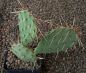 Opuntia phaeacantha Santa Fe