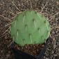 Opuntia phaeacantha Santa Fe