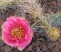 Opuntia polyacantha juniperina
