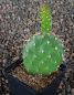 Opuntia polyacantha juniperina DJF1631