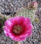 Opuntia polyacantha Linz