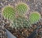 Opuntia polyacantha Linz