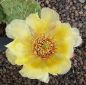 Opuntia polyacantha Nord Dakota