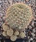 Sulcorebutia breviflora L314