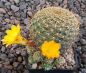 Sulcorebutia breviflora L314