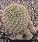 Sulcorebutia breviflora L314