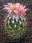 Thelocactus conothelos