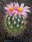 Thelocactus conothelos
