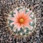 Thelocactus conothelos
