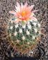 Thelocactus conothelos