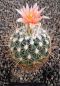 Thelocactus conothelos