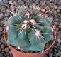 Thelocactus heterochromus