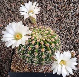 Acanthocalycium klimpelianum
