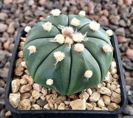 Astrophytum asterias nudum