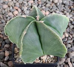 Astrophytum myriostigma nudum