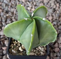 Astrophytum myriostigma nudum