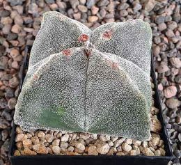 Astrophytum myriostigma quadricostatum