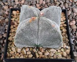 Astrophytum myriostigma quadricostatum