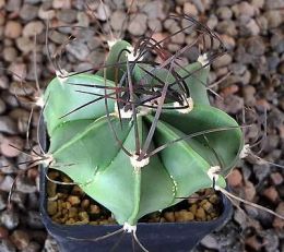 Astrophytum senile