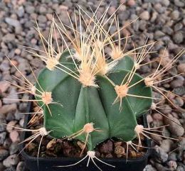 Astrophytum senile aureum