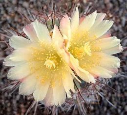 Copiapoa grandiflora
