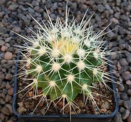 Echinocactus grusonii