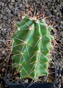 Echinocereus coccineus paucispinus Eagle Pass MAO060