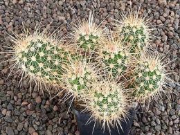 Echinocereus engelmannii mombergerianus MAO268