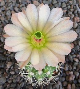 Echinocereus lloydii