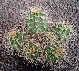 Echinocereus mojavensis Flagstaff-Page MAO100