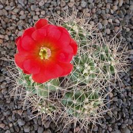 Echinocereus mojavensis Moab