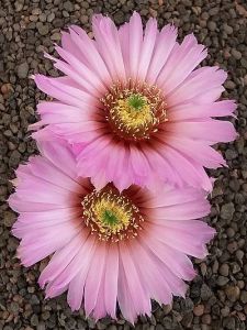Echinocereus reichenbachii