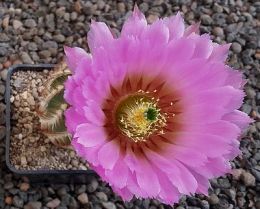 Echinocereus reichenbachii