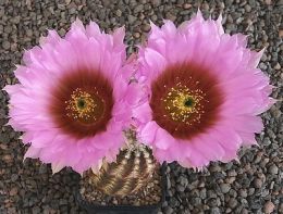 Echinocereus reichenbachii