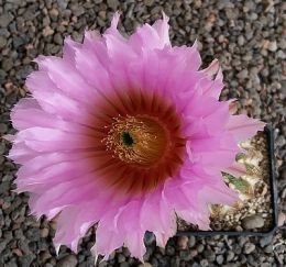 Echinocereus reichenbachii