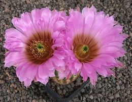 Echinocereus reichenbachii