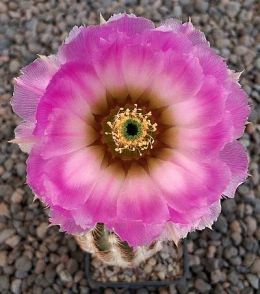 Echinocereus reichenbachii