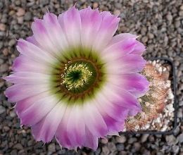 Echinocereus reichenbachii