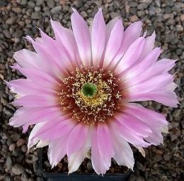 Echinocereus reichenbachii baileyi