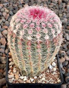 Echinocereus rigidissimus rubispinus