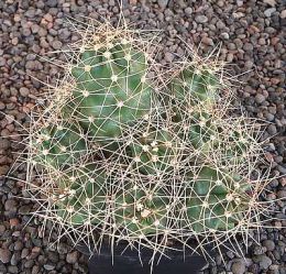 Echinocereus triglochidiatus mojavensis Big Bear MAO168