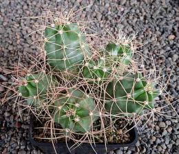 Echinocereus triglochidiatus mojavensis Big Bear