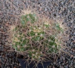 Echinocereus triglochidiatus mojavensis Moab MAO112