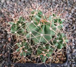 Echinocereus triglochidiatus Salida MAO425