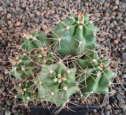 Echinocereus triglochidiatus salida MAO425