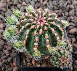 Echinocereus viridiflorus