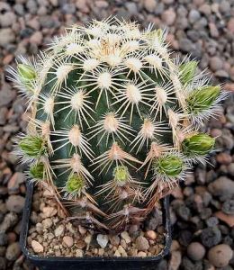 Echinocereus viridiflorus correllii Marathon