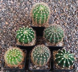 Echinopsis Hybriden